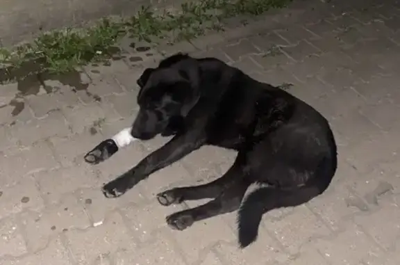 Знайдено собаку Івано-франківськ, фото: Знайдена собака, Калуське шосе, 15, Івано-Франківськ — чорна велика з ошийником, травмована лапа