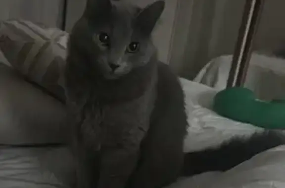 Perdido gato fêmea, Rua Satyro...