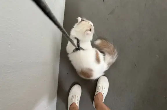 Missing cat Choa Chu Kang, photo: Lost cat, Choa Chu Kang Avenue 4, 463, Singapore, Choa Chu Kang - male, white coat, light blue eyes