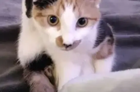 Lost cat, Downs Park Road, 84,...