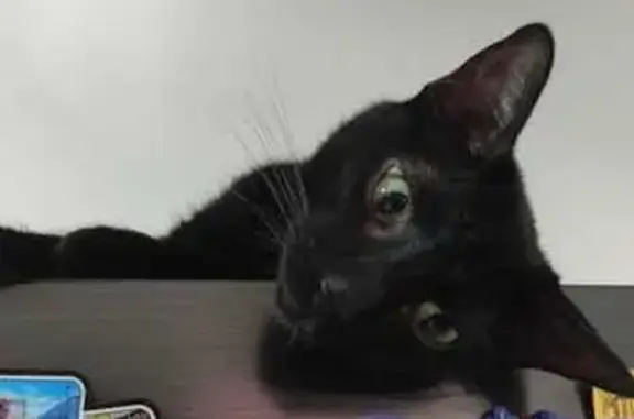 Gatos perdidos, Torreon, foto: Perdido gato hembra, Ferrocarril, 69, Torreón - responde a los tronidos de los dedos