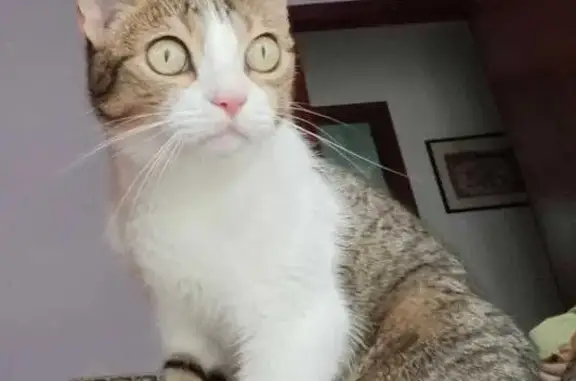 Perdido gato hembra, Avinguda de Canaletes, 39, Cerdanyola del Vallès, Barcelona - tímida y cariñosa - photo