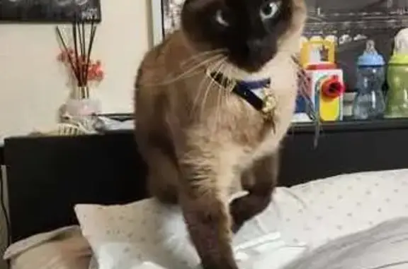 Lost cat, Lakewood, Washington, Seattle — Siamese with brown paws and patch on chest - photo