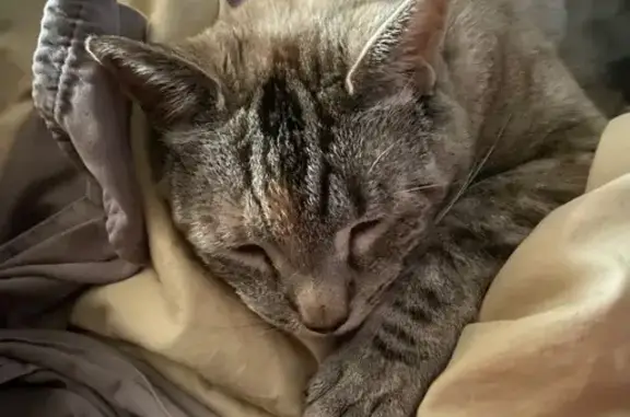 Grey tabby with some black and brown on head and body. She has a pooch of loose skin that hangs below her when she’s standing/walking/running. Light blue collar with tag that reads Igmu in larger font, Suzette in smaller font.