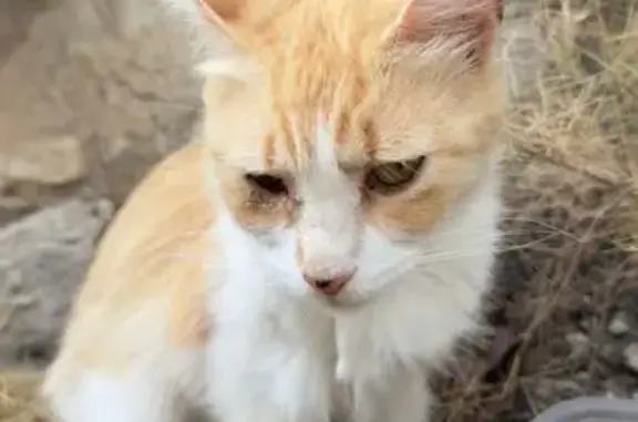 Encontrado gato hembra, Avenid...