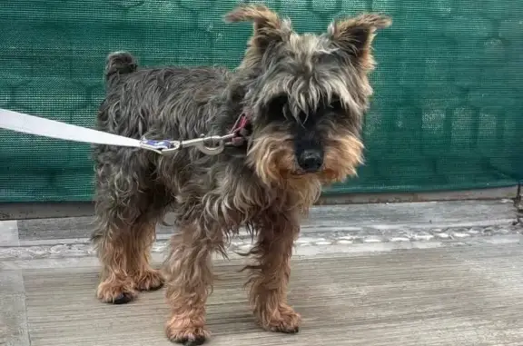 Mancho, muy dócil tierno fue encontrado siguiendo el camión de basura, llegó a mi puerta. Trae collar rosa