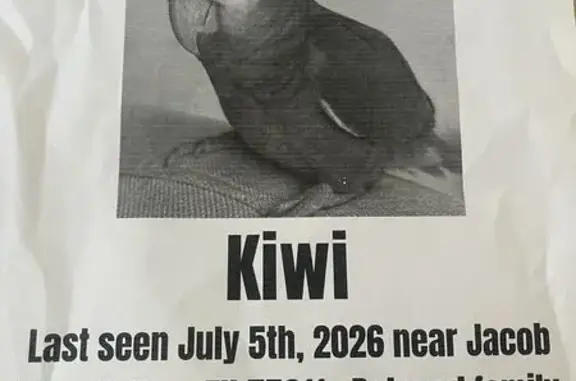 Lost pets Irving, photo: Lost bird, Jacob Way, Irving - amazon parrot