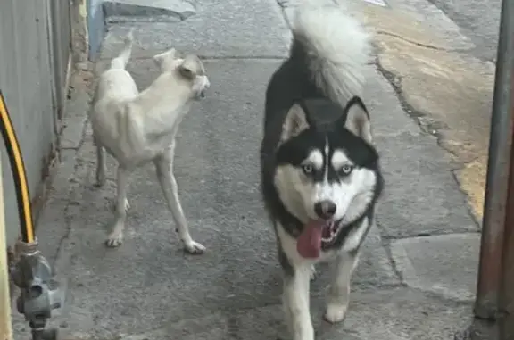 Búsqueda de mascotas, foto: Encontrado perro macho, Cuautitlán Izcalli, Estado de México, Mexico City - cachorro con ojos azul claro
