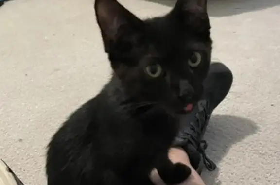 Missing cat Richmond Heights, photo: Lost cat, Weston Place, 7720, Richmond Heights - very playful female