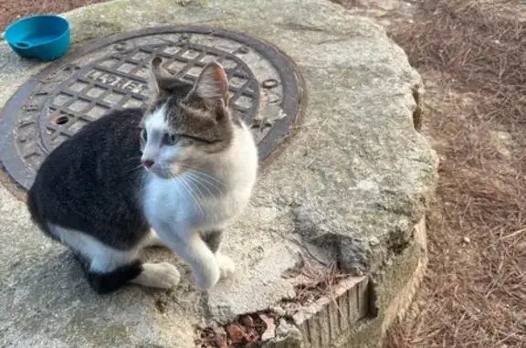 Pequeño gato blanco y gris, muy sociable