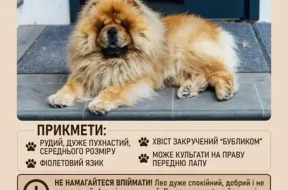 Зникла собака, Гостомель, Київська область — наляканий, кульгає на праву лапу - photo