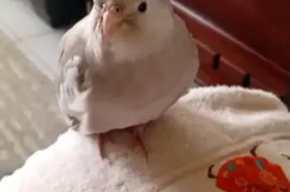 Lost and found pets South Africa, photo: Lost bird, Nentabos Street, Centurion - light white beige, very tame