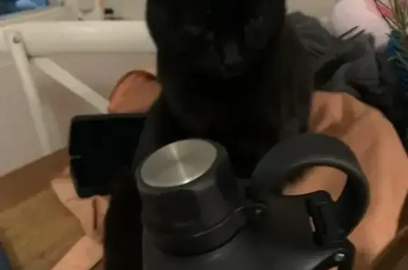 Missing cat Cumbalum, photo: Lost cat, Friday Hut Road, Brooklet, Cumbalum - all black, very friendly