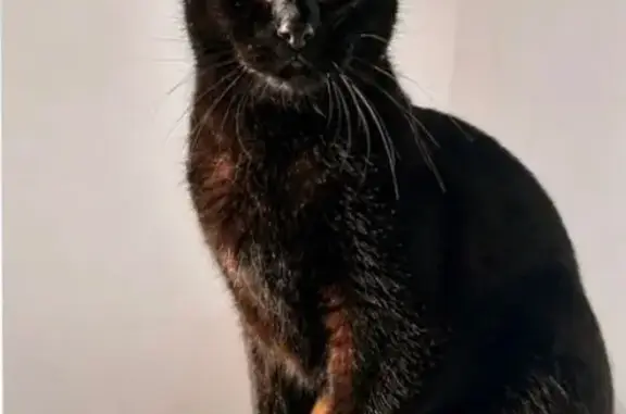 Perdido gato macho, Camino de Guerrero, El Palmar de Vejer - negro, castrado y de patas cortas - photo