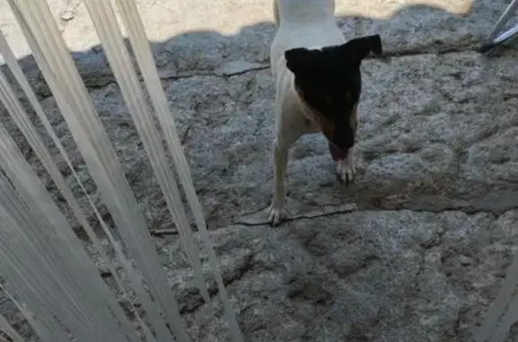 Encontrado perro macho, Calle...