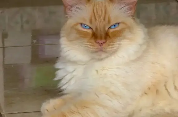 Perdido gato masculino, Calle Alfredo Calderón, 5, Las Palmas de Gran Canaria — ojos azules y microchip - photo