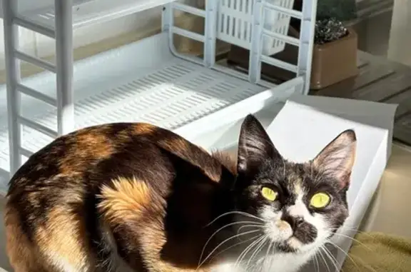 Perdido gato, Carrer Capità Alfons Vives, 54AC, Elche - responde a Kitty - photo