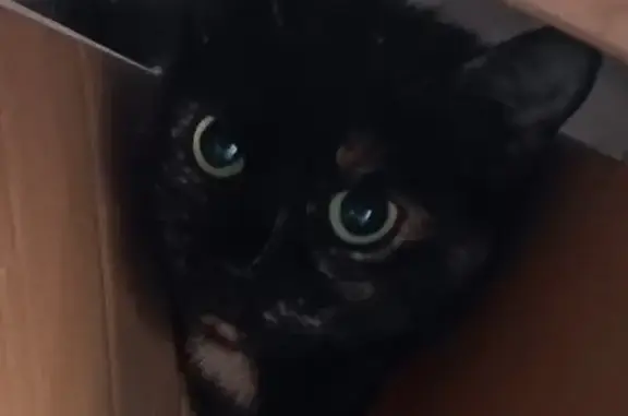 Lost pets Prestwich, photo: Lost cat, Green Walks, 18, Prestwich - small, mostly black with ginger and white flecks