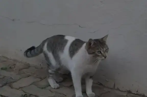 Found cat Roodepoort, photo: Found cat, Roodepoort, Gauteng - white with grey/brown patches