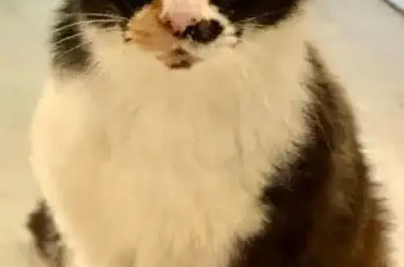Calico. Older cat. No chip no notch in ear. Left forearm dark grey & right forearm white. Left eye lid looks a little scarred. Small to medium sized cat. Very sweet girl and very thin. UPDATE 8/16/26 Elderly Calico Cat with special needs has been rehomed.