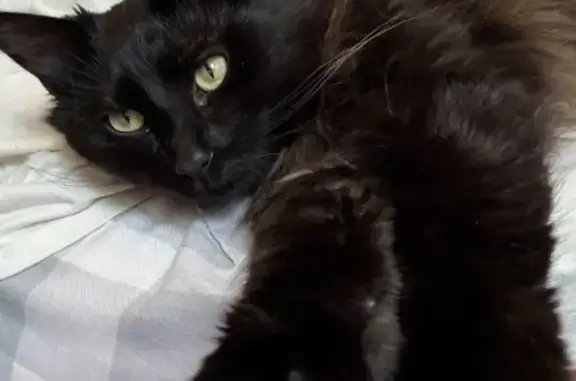 Lost cat, 298th Avenue Northwest, 13830, Princeton, Cambridge - male, black longhair - photo