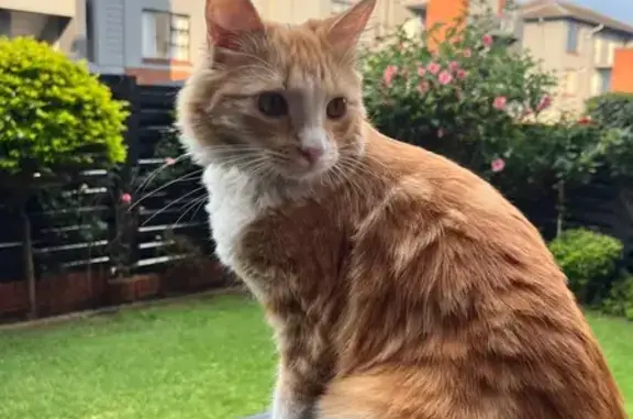 Lost and found pets South Africa, photo: Lost cat, Oakdene Parks, Johannesburg South, Johannesburg - male ginger and white domestic long haired cat with a black collar