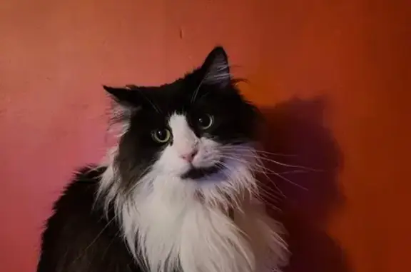 Missing cat Highbury, photo: Lost cat, Queen's Drive, Highbury — black and white, friendly but cautious