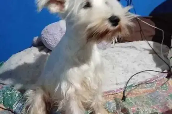 Perdido perro hembra, Segunda...