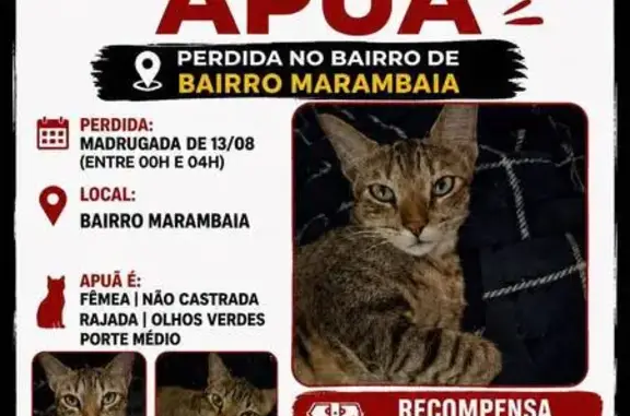 Perdida gata fêmea, Marambaia, Belém - PA, Brasil - rajada com nuances amareladas - photo