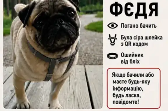 Зникла собака, Губернаторська вулиця, Пірнівська сільська громада, Жукин — бежевий, погано бачить - photo