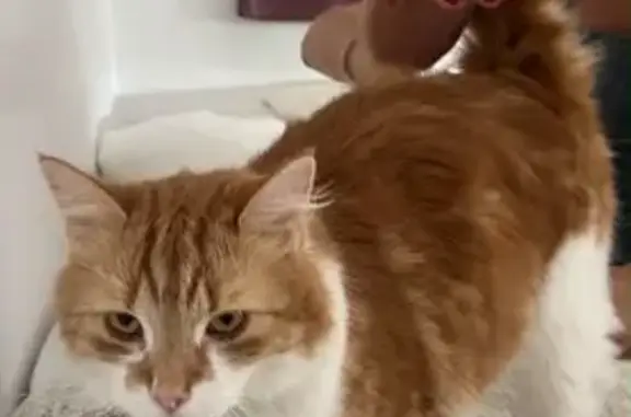 Perdido gato masculino, Calle...