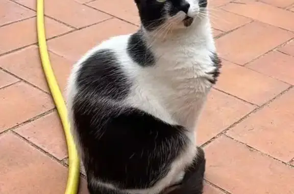 Perdido gato hembra, Carrer Alt de Pedrell, Barcelona — blanca y negra, con toda la cola negra - photo