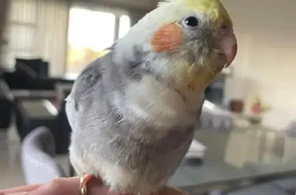 Lost bird, Sugar Mill Road, Po...