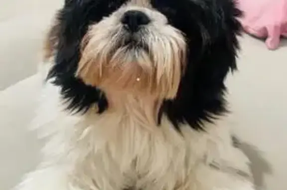 Perdido cachorro fêmea, Jardim Novo Campos Eliseos, Campinas - SP, Brasil — preta e branca - photo