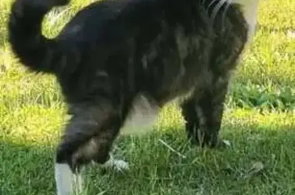 Lost cat, Leppington Street, Central Coast Council, Wyong — male, microchipped indoor cat - photo