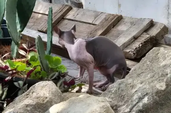 Encontrado gato macho en Calle...