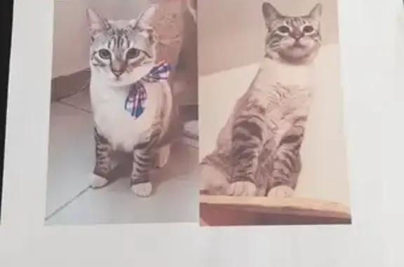 Gatos perdidos, Yautepec, foto: Perdido gato macho, Jardines de Tlayacapan, 62544 Mor., México, Yautepec | macho esterilizado, ojos azules