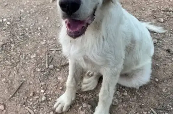 Encontrado perro macho, Carret...