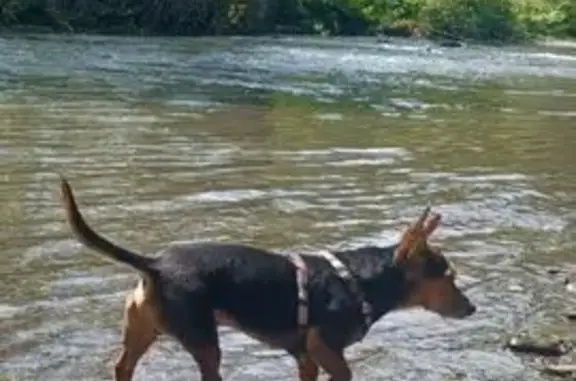 Perdido perro masculino, Carre...
