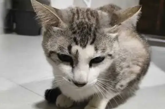 Gatos perdidos, Mexico City, foto: Perdido gato macho, Calle Ghilardi, Guadalajara - gris rayado, pecho blanco