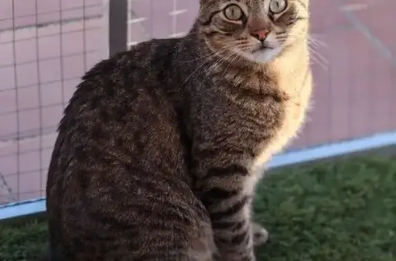Maio es color tierra y negro, tiene los ojos un poco redondeados y de color amarillo y verde agua. No sabe maullar bien (hace sonidos agudos). Se escapó del trasportín después del terremoto. Está castrado y tiene chip.