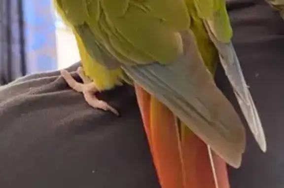 Lost bird, Browning Street, 41, Port Adelaide Enfield, Para Hills - friendly and not a great flyer - photo