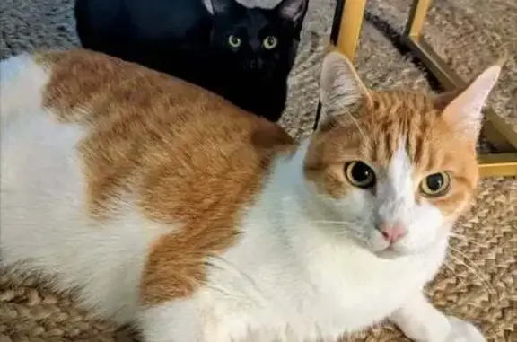 Missing cat Townsville, photo: Lost cat, Saint Bees Avenue, Mackay, Townsville - male domestic short hair
