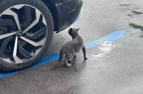 Знайдена кішка, вулиця Луки До...
