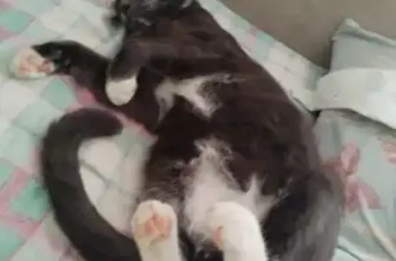 Missing cat Springs, photo: Lost cat, 9th Street, 44, Springs - friendly, neutered
