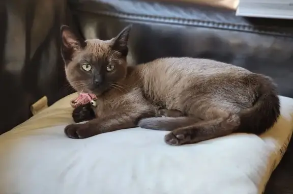 Lost cat, Green Ridge Road, 133, Jimboomba - friendly Burmese chocolate - photo