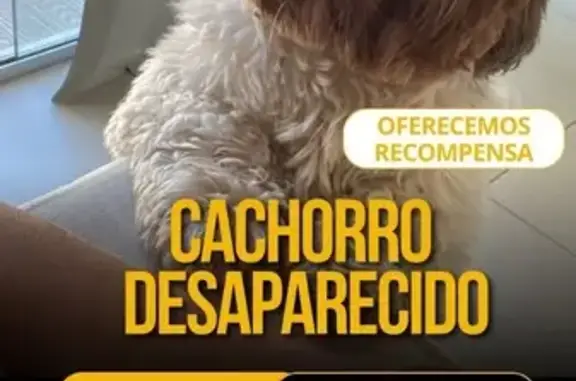 Perdido cachorro macho, Itaitu...