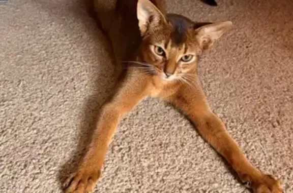 Lost cat, Stratford Road, 74, Wolverton — very adventurous - photo