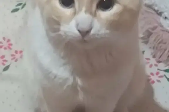 Animales perdidos Mexico City, foto: Perdido gato macho, Chimalhuacán, Estado de México, Mexico City - blanco con amarillo