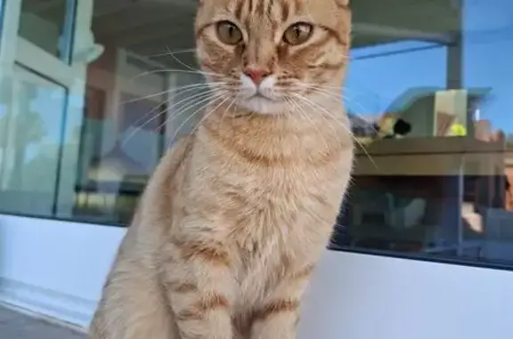 Perdido gato masculino, Avenida de la Fabriquilla, 3C, Roquetas de Mar — asustadizo y esquivo - photo